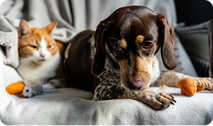 dog 1