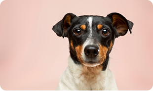 dog 2